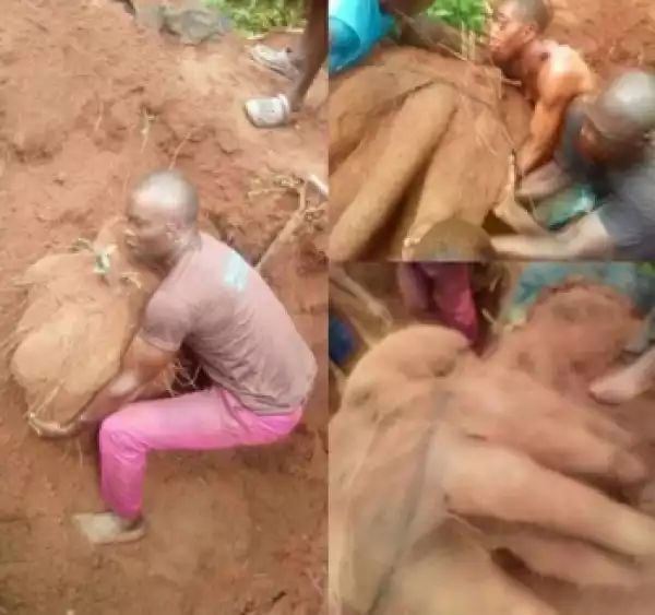 See The Gigantic Yam Weighing Over 180kg Harvested By Farmer In Imo (Photo)